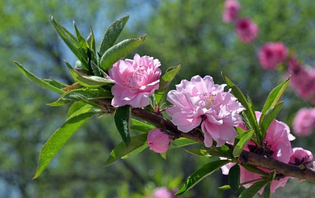 3元红双喜(鄂)越代香烟(红双喜湖北烟)