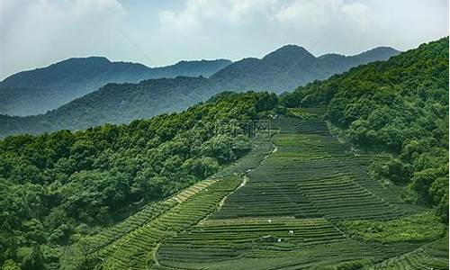 黄山中支：探秘茶乡的秘密(黄山茶叶)